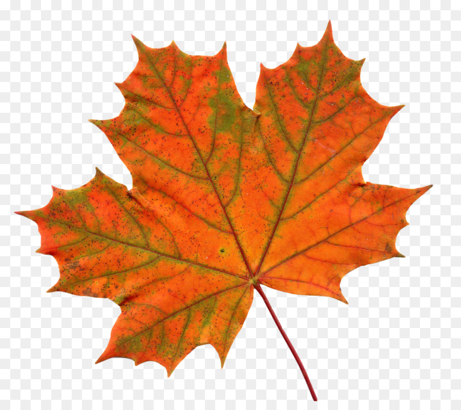 Big Maple Leaf Clip art Red maple - leaves shading png download - 1024*891 - Free Transparent Maple Leaf png Download.