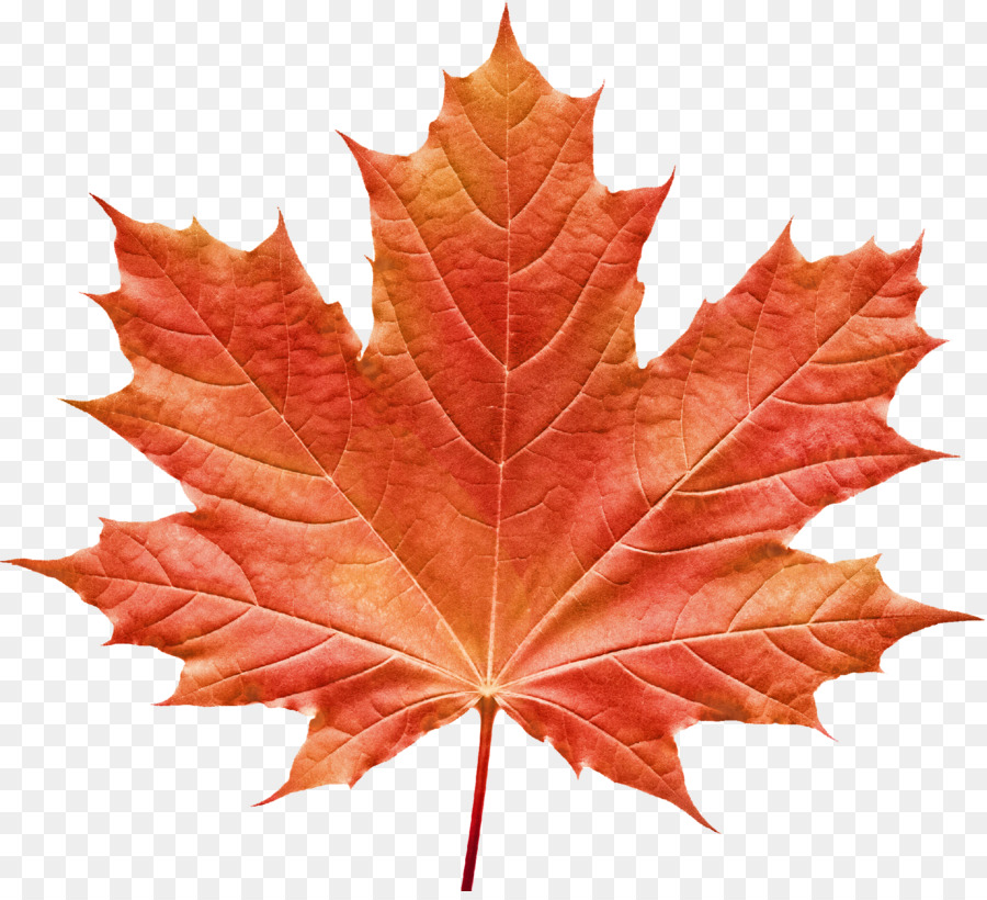 Free Maple Leaf Transparent Background, Download Free Maple Leaf