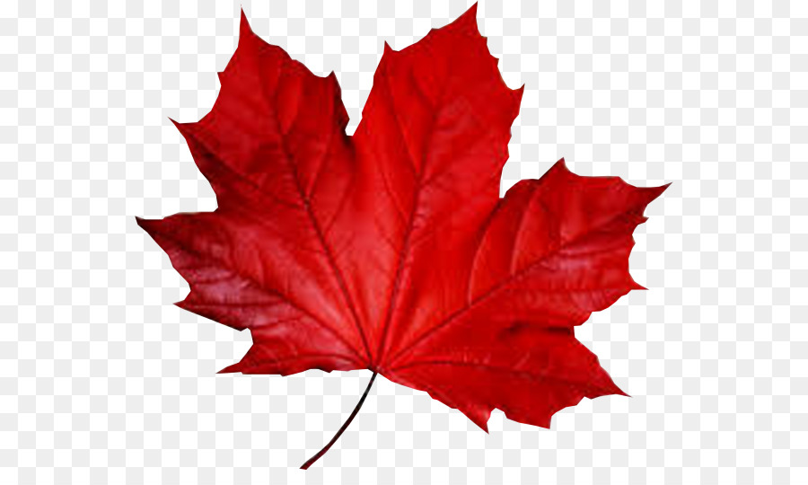 Maple leaf Smule Autumn - red leaf png download - 600*523 - Free Transparent Maple Leaf png Download.