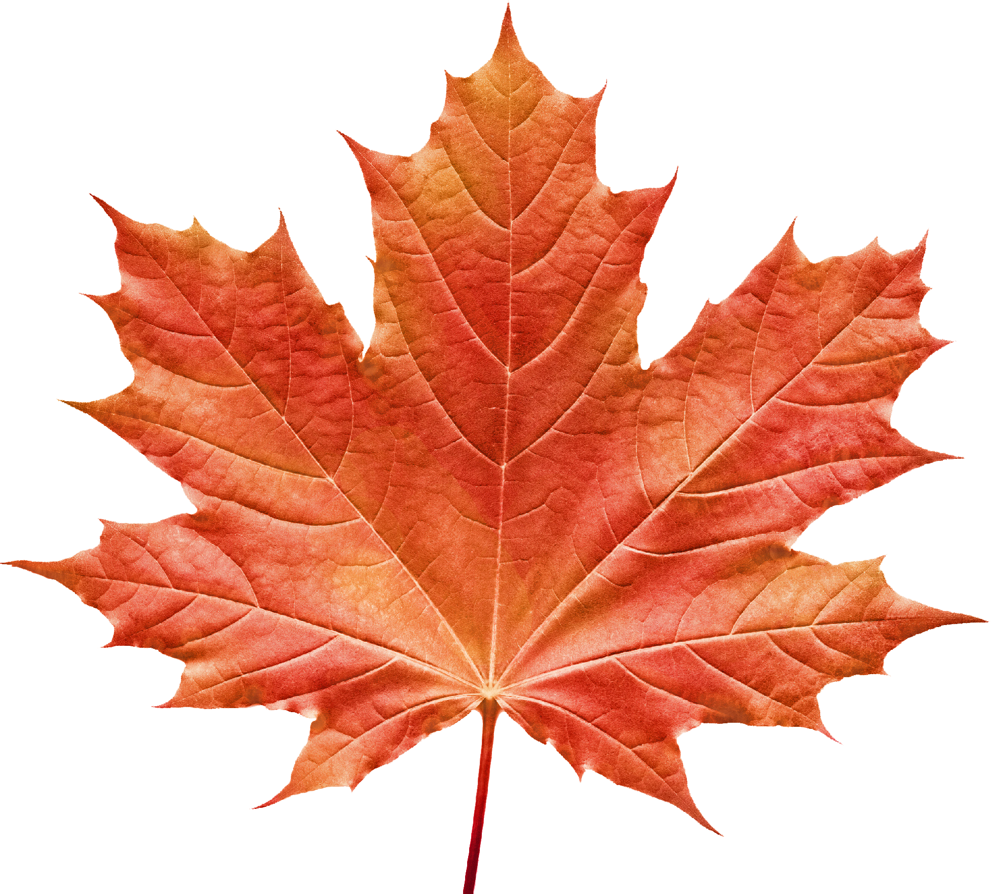 Maple Leaf Png Transparent Png Svg Clip Art For Web D Vrogue Co