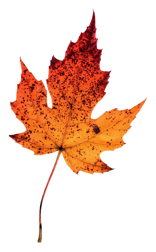 Maple leaf Photography Autumn Leaves Clip art - Leaf png download - 650
