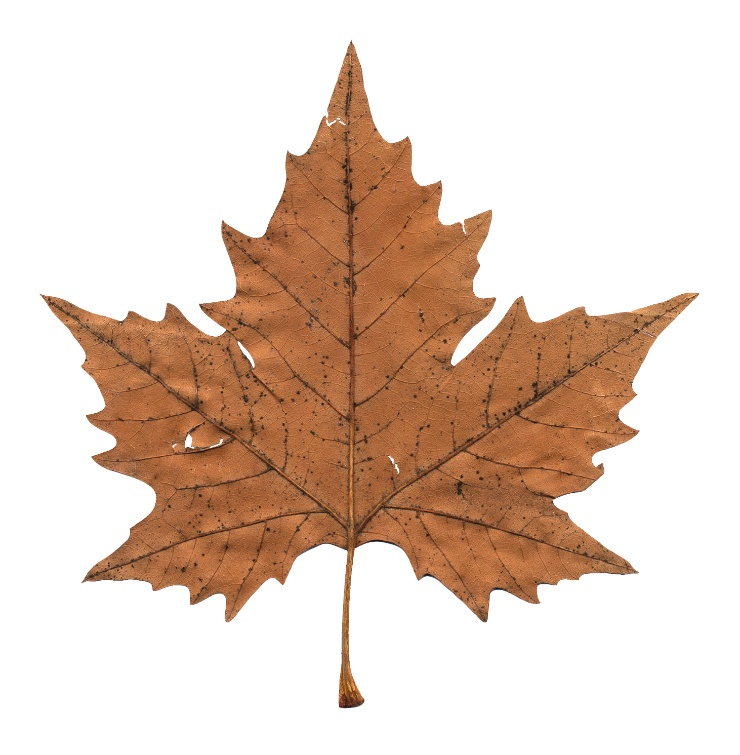 Maple leaf Clip art - Maple Leaf png download - 1462*1491 - Free