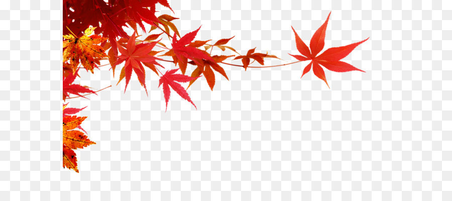 Autumn - Maple Leaf,Maple branch png download - 1350*808 - Free Transparent Autumn png Download.