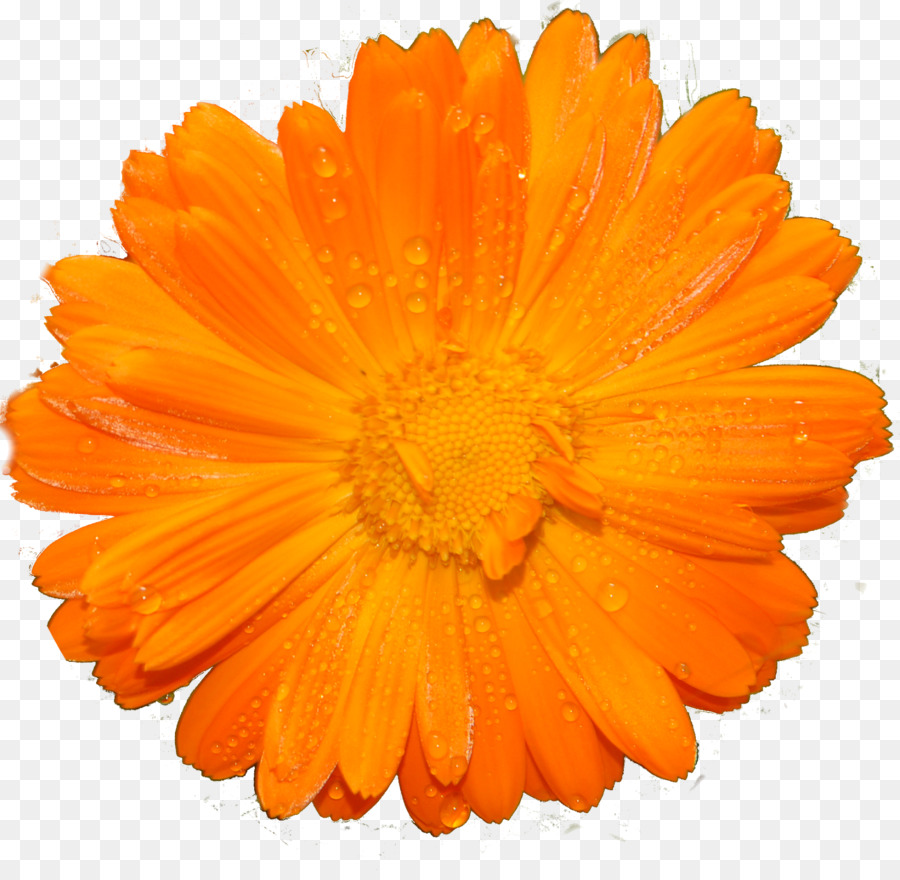 Marigolds - calendula png download - 1600*1547 - Free Transparent Marigolds png Download.