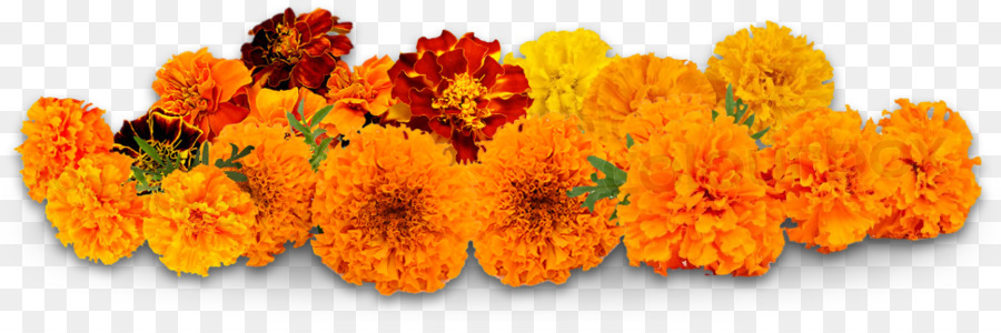 Flower delivery Puja Petal Marigold - flower png download - 970*311 - Free Transparent Flower png Download.