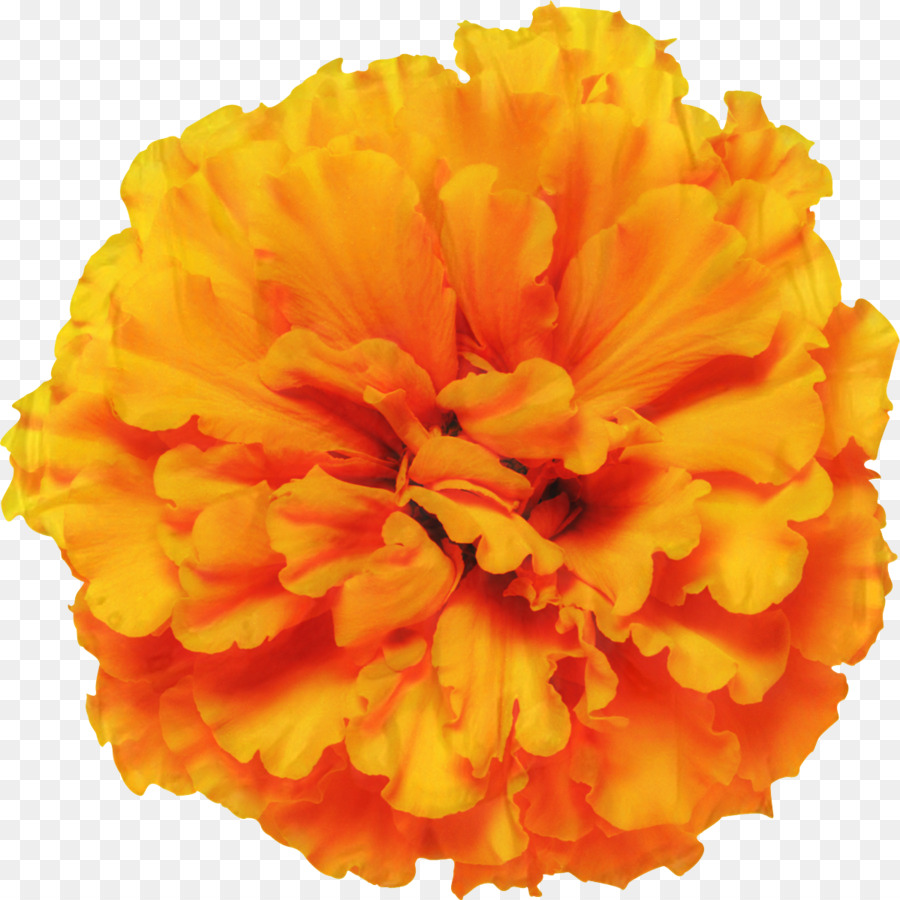 Mexican marigold Glebionis segetum Pot marigold Flower Annual plant -  png download - 1199*1199 - Free Transparent Mexican Marigold png Download.