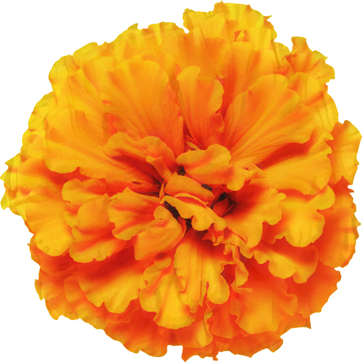 Mexican Marigold Glebionis Segetum Pot Marigold Flower Annual Plant