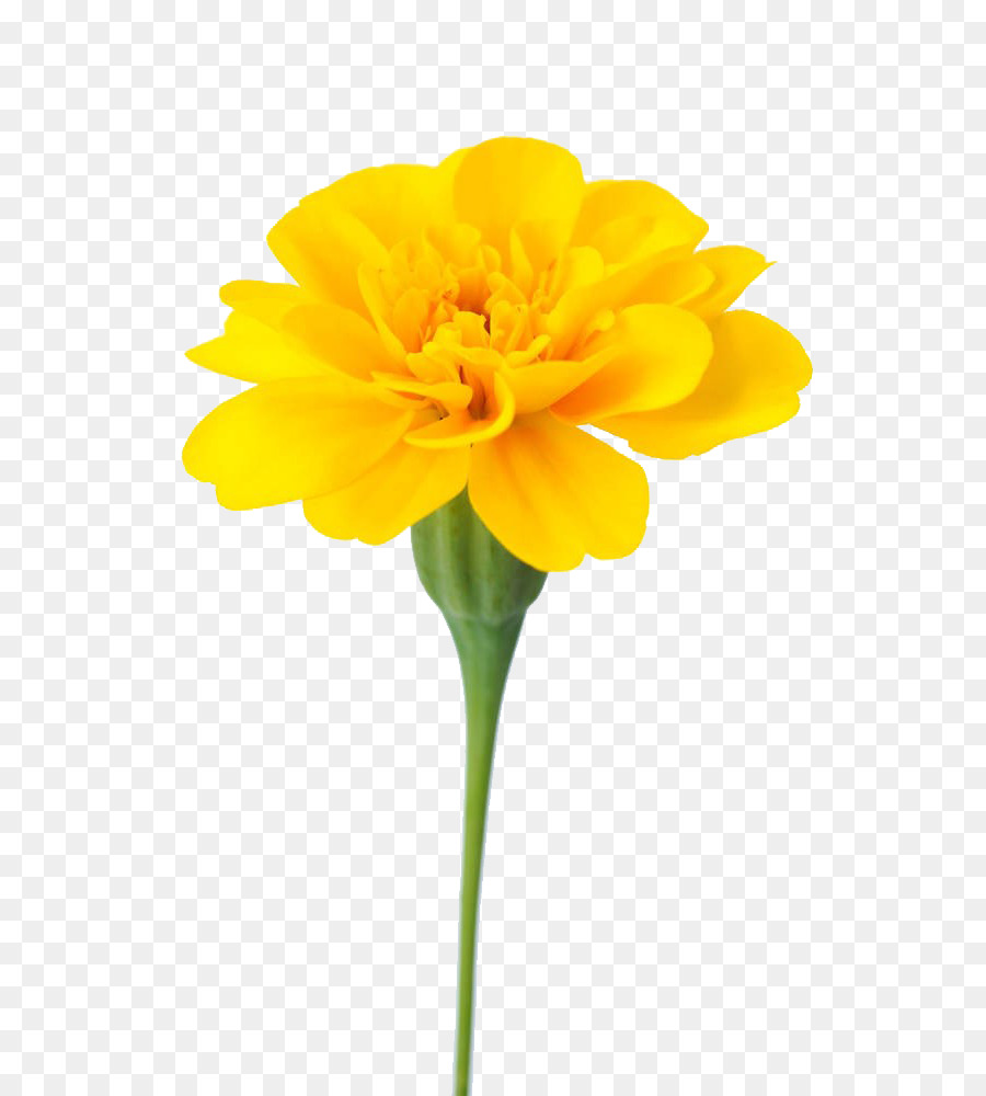 Mexican marigold Flower Calendula officinalis Dahlia - Marigolds are available for free download png download - 758*1000 - Free Transparent Mexican Marigold png Download.