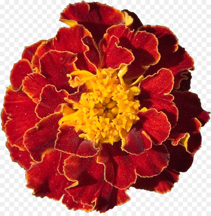 Marigold Cut flowers Desktop Wallpaper Garden - marigold png download - 1010*1024 - Free Transparent Marigold png Download.