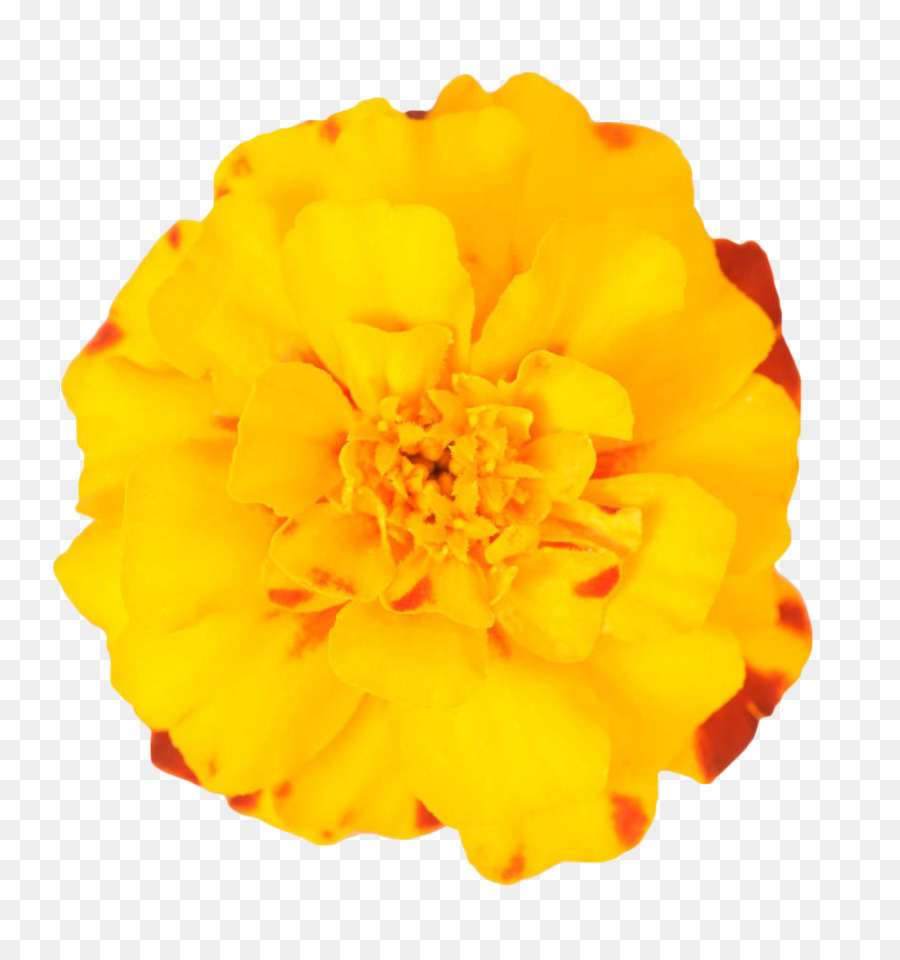 Mexican marigold Flower Plant - Yellow marigold png download - 943*1000 - Free Transparent Mexican Marigold png Download.