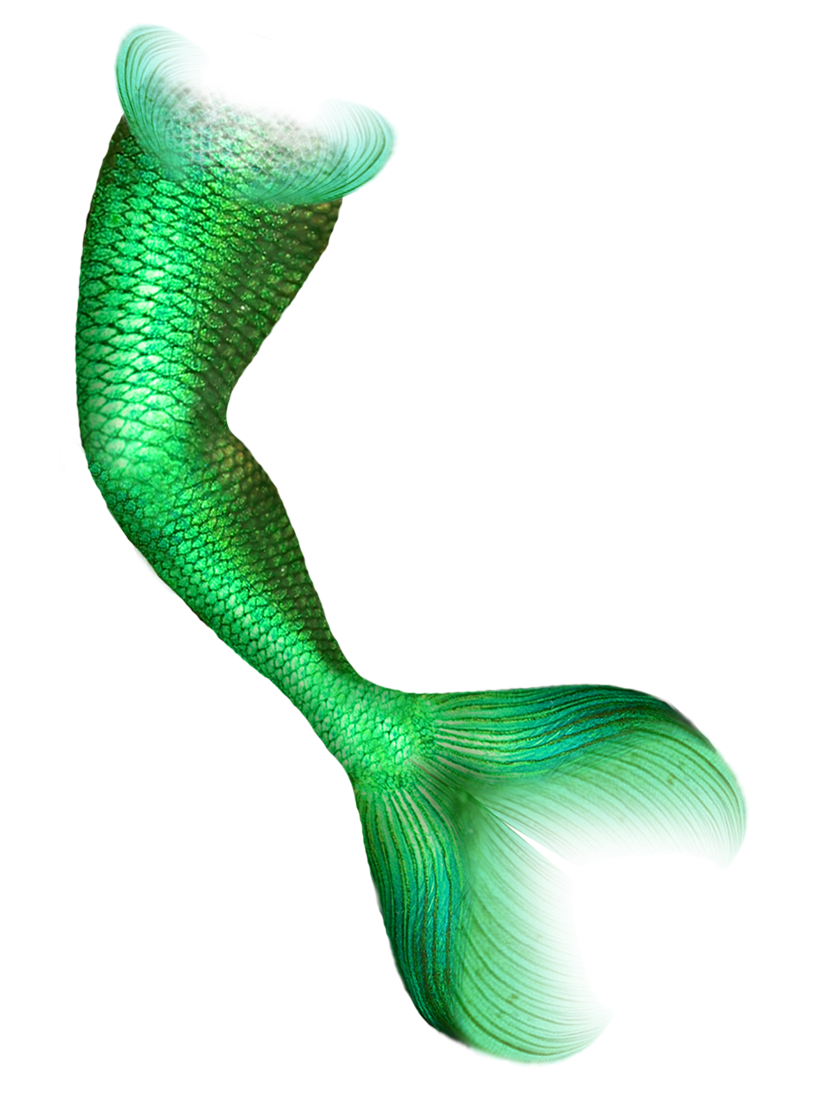 Mermaid Tail - Mermaid png download - 1200*1600 - Free Transparent