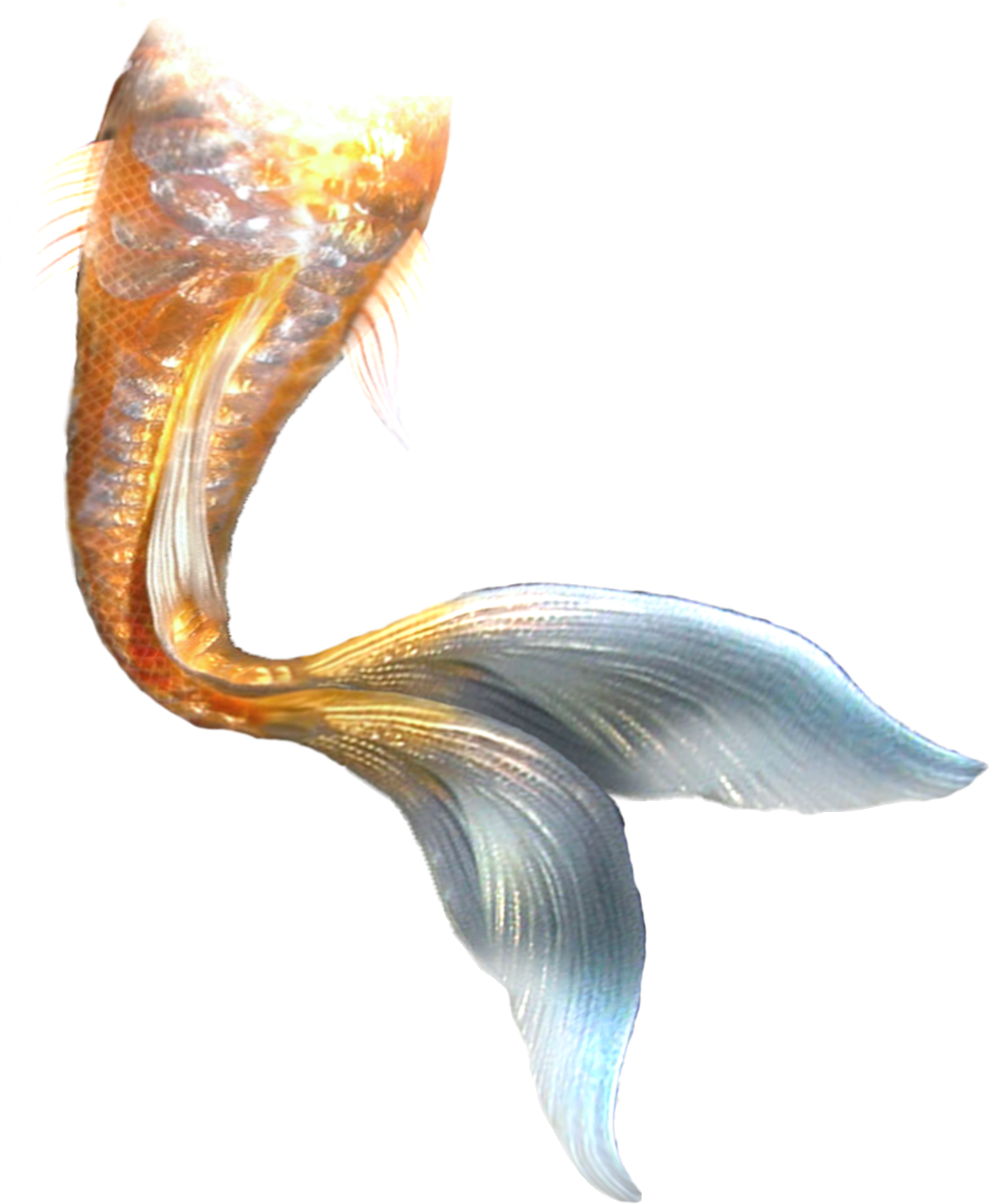 Mermaid Tail - Mermaid tail png download - 1560*1899 - Free Transparent