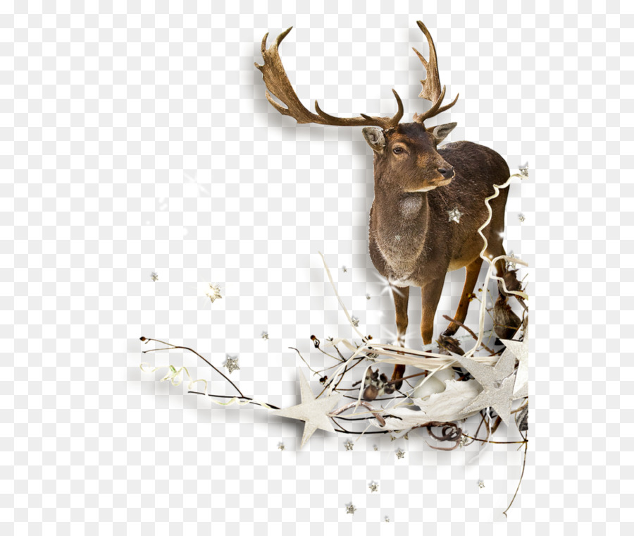 Reindeer Clip art - Reindeer png download - 600*743 - Free Transparent Reindeer png Download.