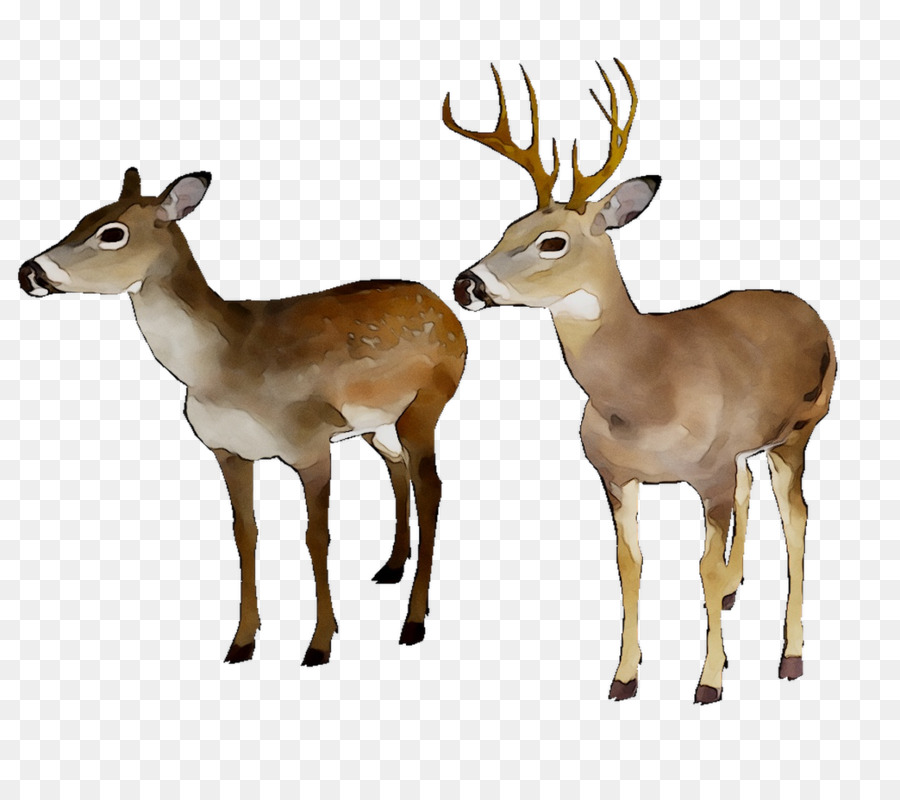White-tailed deer Reindeer Moschus Antler -  png download - 1239*1079 - Free Transparent Whitetailed Deer png Download.