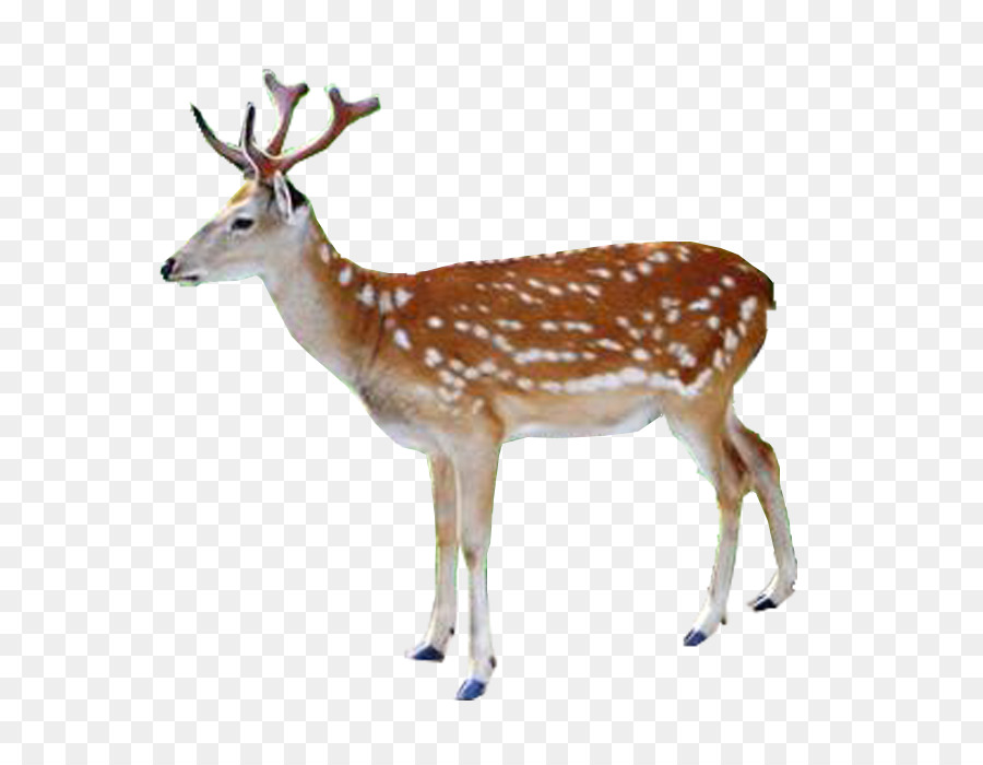 White-tailed deer Red deer Reindeer Elk - Deer png download - 700*700 - Free Transparent Whitetailed Deer png Download.