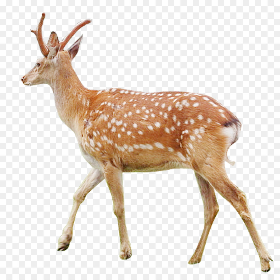 White-tailed deer Musk deer Antler Sika deer - FIG deer png download - 1000*1000 - Free Transparent Whitetailed Deer png Download.