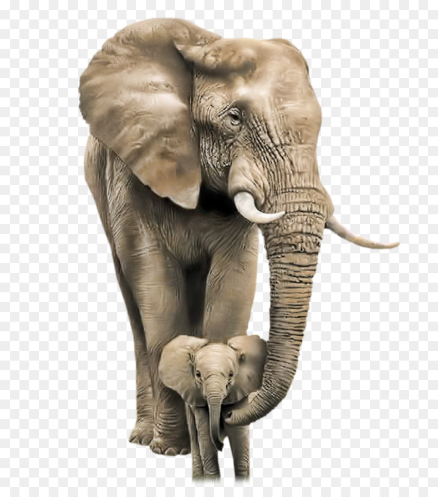 African bush elephant Mother Infant Child - elephant png download - 2240*2533 - Free Transparent Elephant png Download.