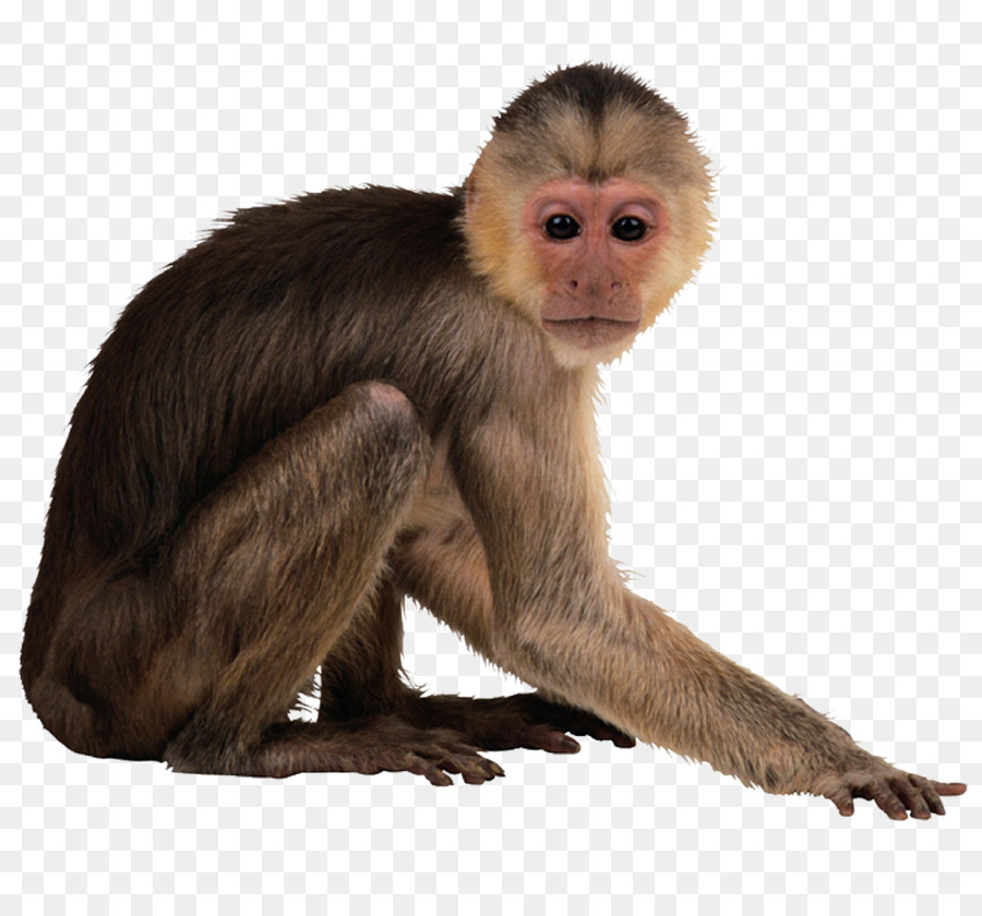 Capuchin monkey Desktop Wallpaper - monkeys png download - 951*879 - Free Transparent Monkey png Download.