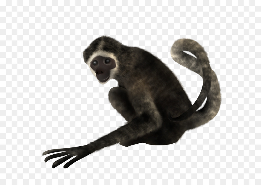 Spider monkey PhotoScape - pelicano png download - 640*640 - Free Transparent Spider Monkey png Download.