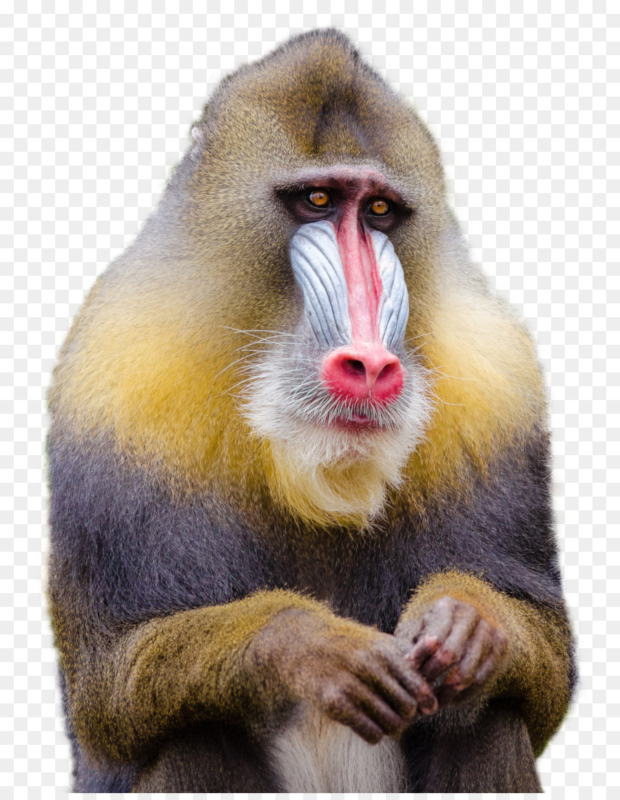 Mandrill Baboons Macaque Monkey - Mandrill Monkey png download - 1356*1732 - Free Transparent Mandrill png Download.