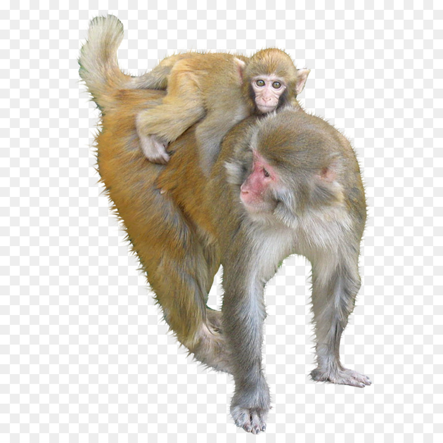Macaque Ape Monkey - Animals Monkeys png download - 1500*1500 - Free Transparent Macaque png Download.