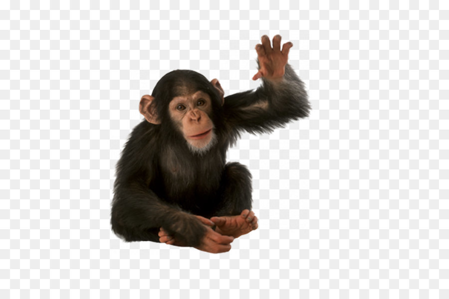 Orangutan Chimpanzee Monkey - Monkey PNG png download - 600*600 - Free Transparent Common Chimpanzee png Download.
