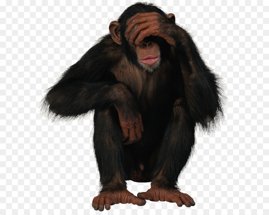 Monkey - Monkey PNG png download - 2384*2596 - Free Transparent Common Chimpanzee png Download.