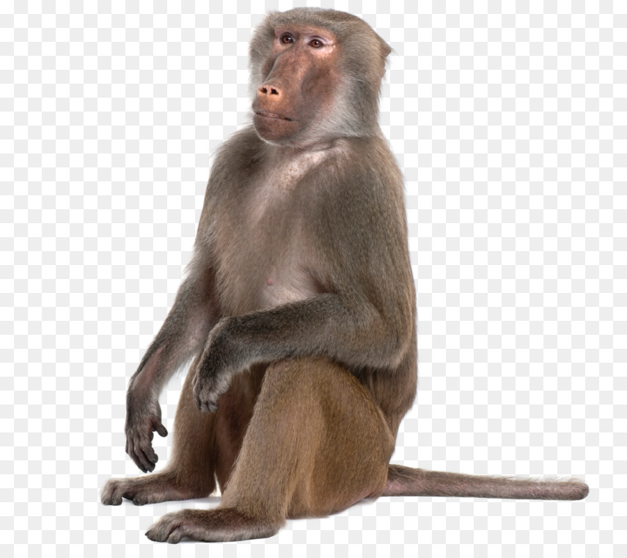 Portable Network Graphics Monkey Baboons Mandrill Primate - monkey png download - 1366*1191 - Free Transparent Monkey png Download.