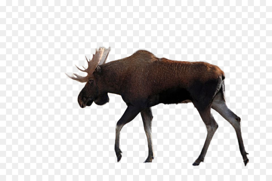 Moose Vector graphics Illustration Silhouette Image - elk drawing png moose png download - 960*640 - Free Transparent Moose png Download.
