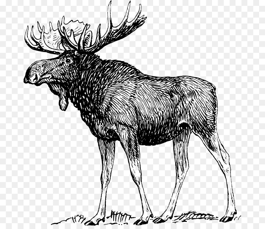 Moose Elk Reindeer - deer png download - 741*769 - Free Transparent Moose png Download.