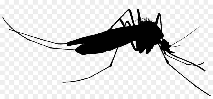 Mosquito Silhouette Clip art - mosquito png download - 1300*594 - Free Transparent Mosquito png Download.
