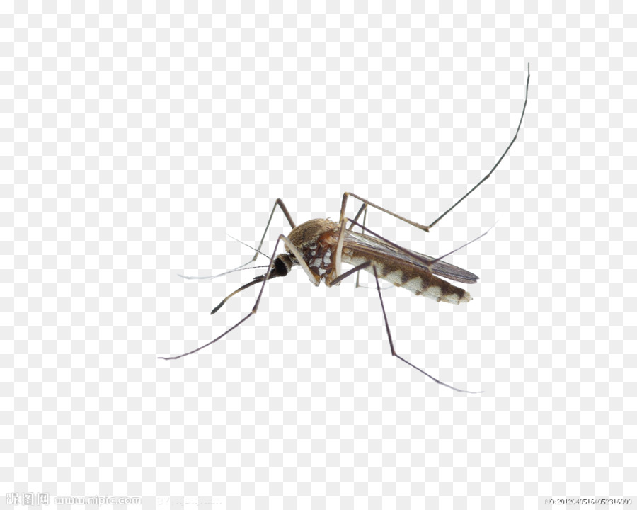 Mosquito Insect Membrane - Transparent mosquitoes png download - 1024*818 - Free Transparent Mosquito png Download.