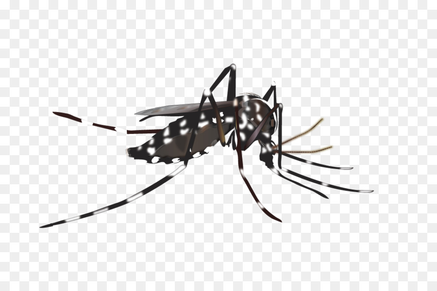 Yellow fever mosquito Insect Vector Dengue - mosquito png download - 1020*670 - Free Transparent Mosquito png Download.