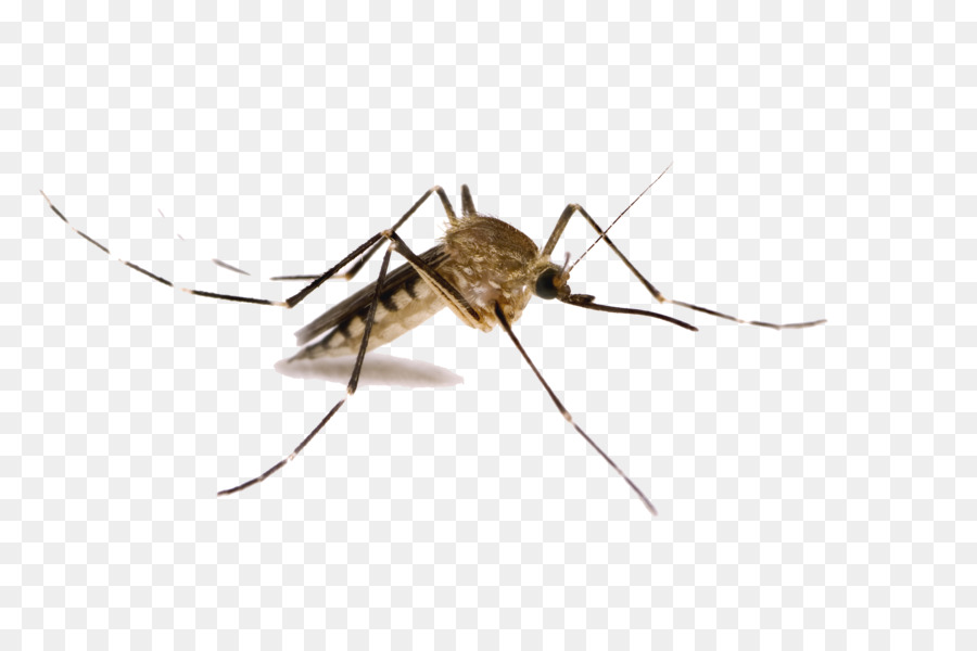 Mosquito control Insect repellent Pest control - Mosquito PNG Transparent Images png download - 3000*1989 - Free Transparent Mosquito png Download.