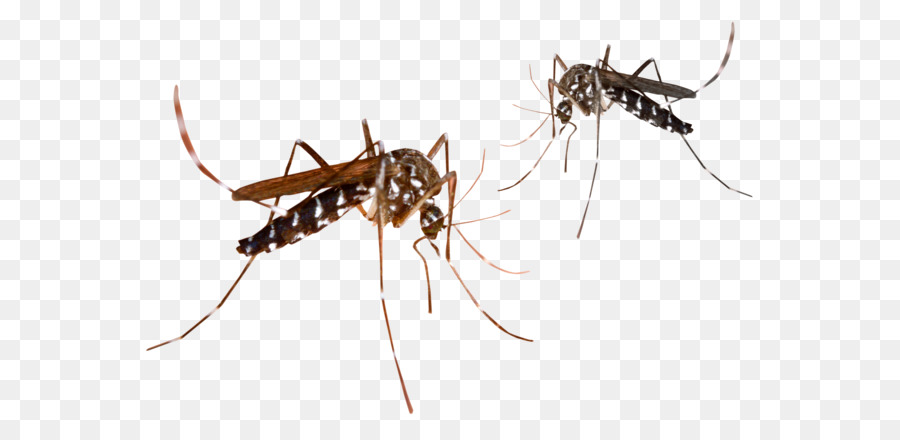 Mosquito - Mosquitos PNG png download - 3000*2000 - Free Transparent Mosquito png Download.