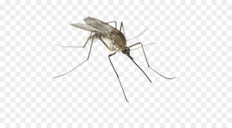 Dallas County, Texas Aedes albopictus Mosquito-borne disease Mosquito control - Mosquito PNG png download - 4000*2957 - Free Transparent Southlake png Download.