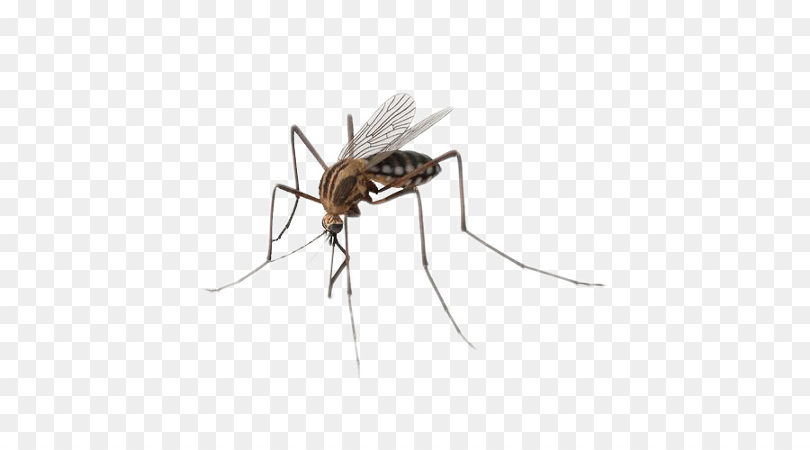 Mosquito Insect - Mosquitoes Insects png download - 713*492 - Free Transparent Mosquito png Download.