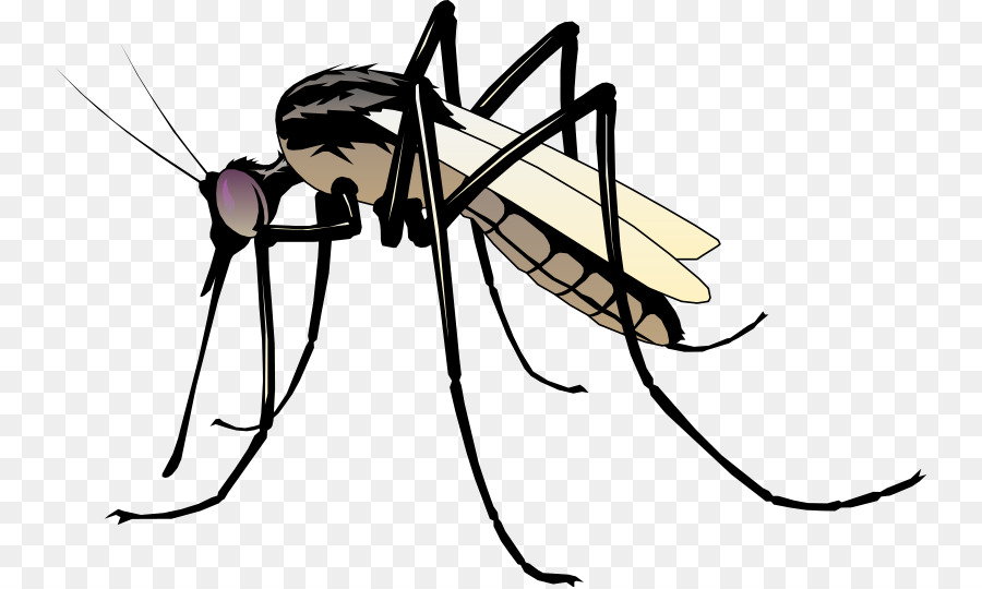 Mosquito Clip art - mosquito png download - 800*538 - Free Transparent Mosquito png Download.