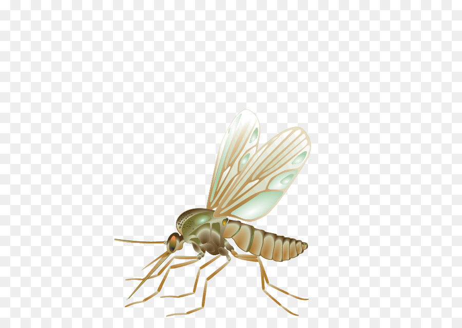 Mosquito Fly Vector Insect - Mosquito png download - 457*635 - Free Transparent Insect png Download.