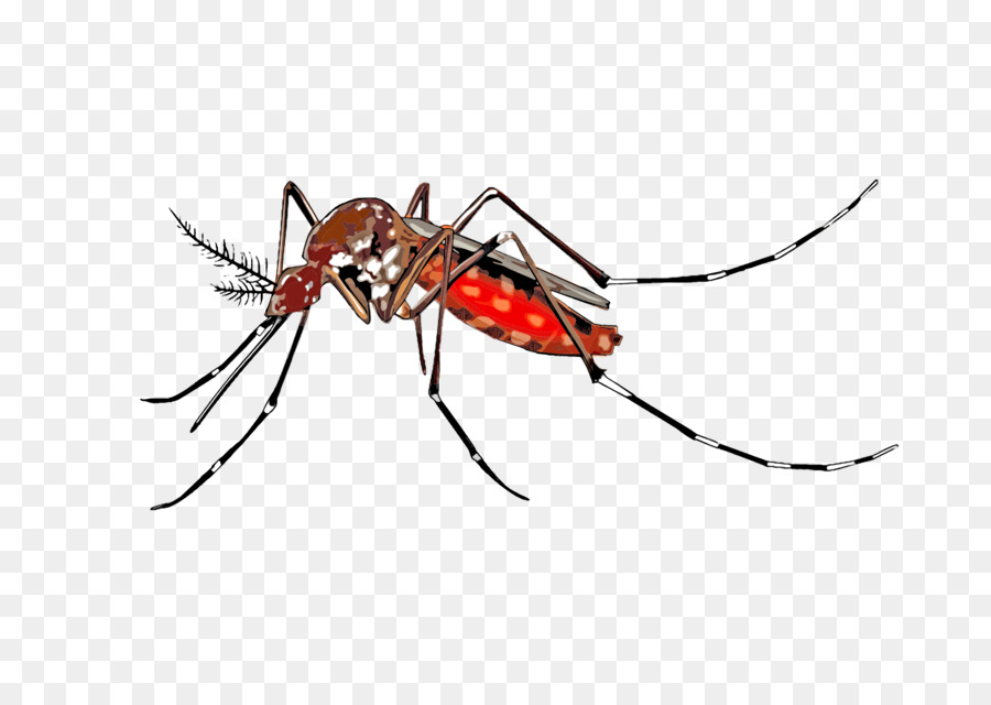 Yellow fever mosquito Insect Clip art - mosquito png download - 2400*1697 - Free Transparent Mosquito png Download.