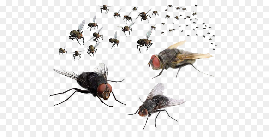 Mosquito Fly - Flies PNG Transparent Image png download - 582*443 - Free Transparent Insect png Download.