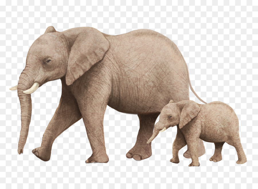 African bush elephant Illustration - Elephant mother and son png download - 1200*854 - Free Transparent African Bush Elephant png Download.