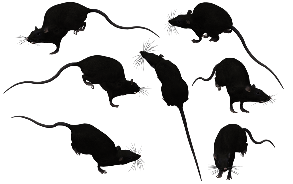 brown rat clipart images