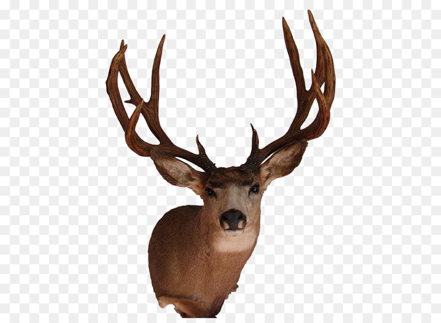 White-tailed deer Elk Mule deer Antler - hunting png download - 506*650 - Free Transparent Deer png Download.