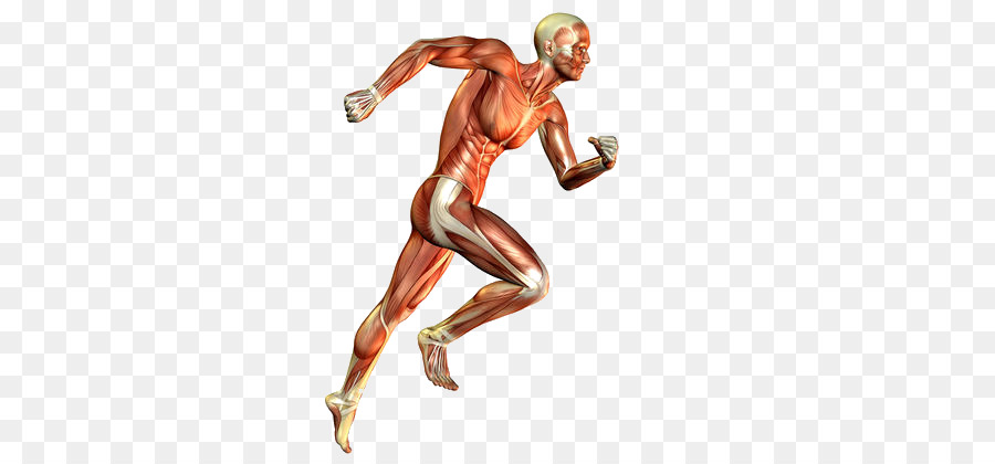 Skeletal muscle Muscular system Human body Running - others png download - 420*420 - Free Transparent Muscle png Download.