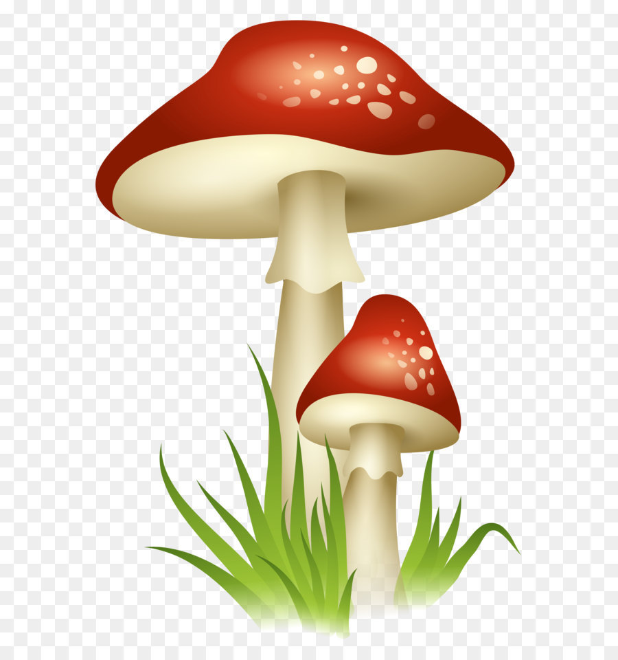 Mushroom Clip art - Mushrooms Transparent PNG Picture png download - 3599*5234 - Free Transparent Mushroom png Download.