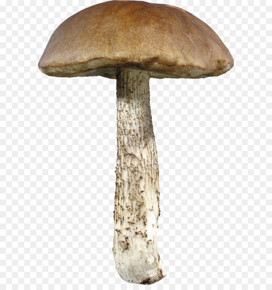 Mushroom - Mushroom PNG image png download - 3033*4398 - Free Transparent Mushroom png Download.