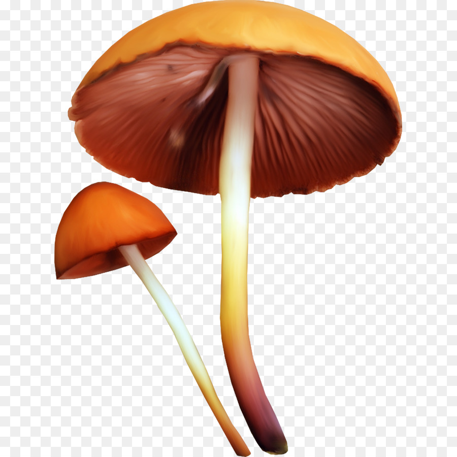 Edible mushroom Fungus Clip art - mushroom png download - 685*900 - Free Transparent Edible Mushroom png Download.