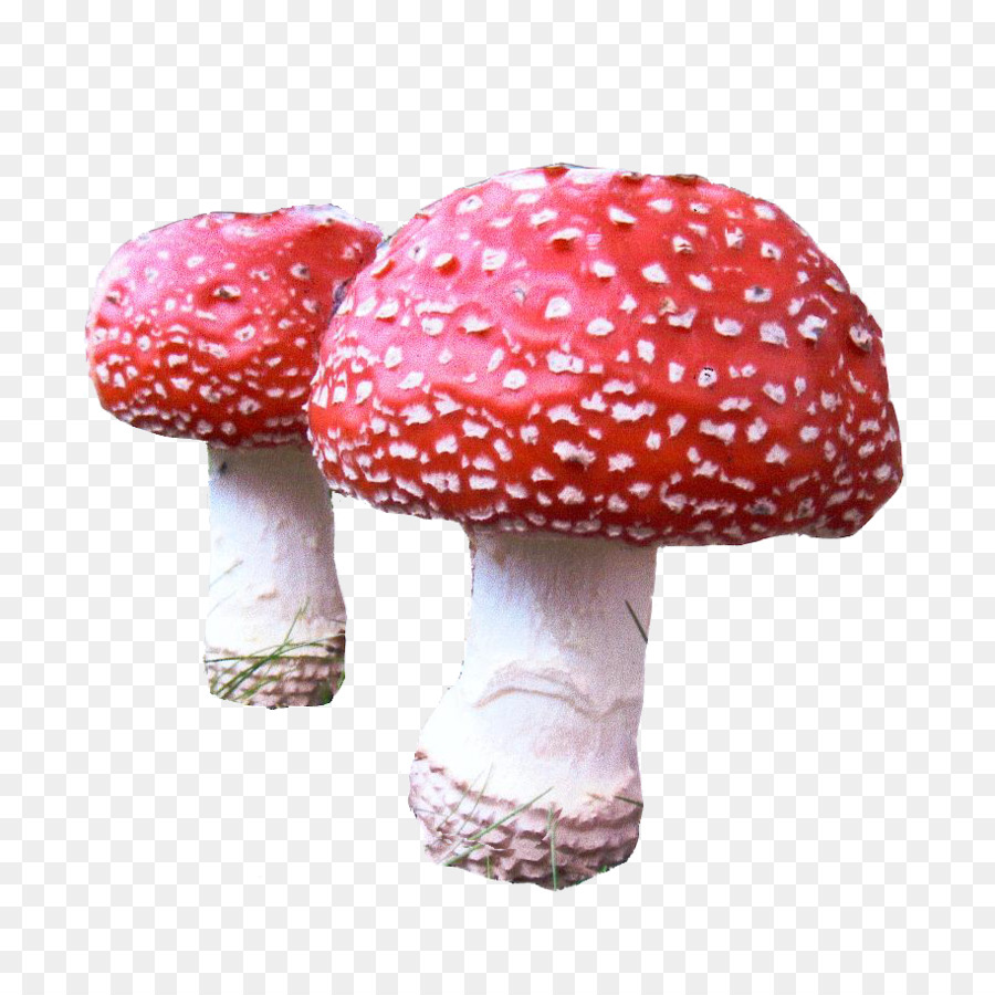 Mushroom - mushroom png download - 914*900 - Free Transparent Mushroom png Download.