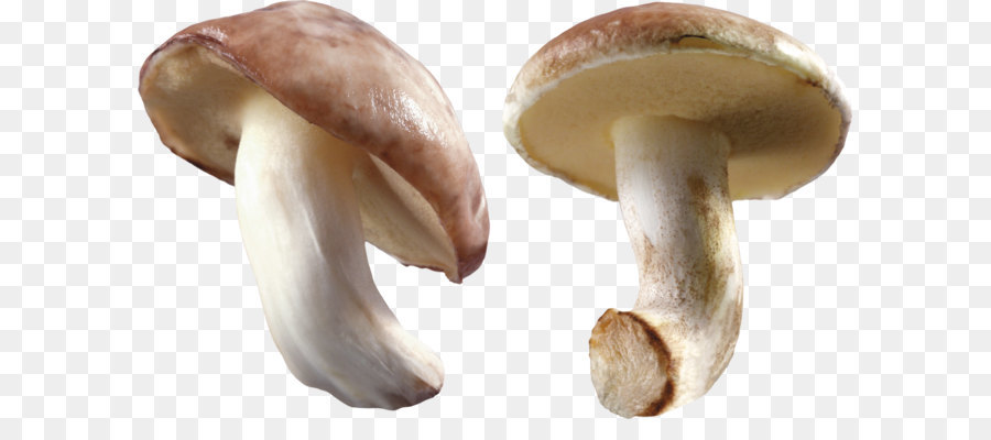 Oyster Mushroom - Mushroom PNG image png download - 3568*2094 - Free Transparent Mushroom png Download.